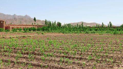 FAO reports reforestation of 2,700 hectares in Afghanistan&rsquo;s Paktia province&nbsp;