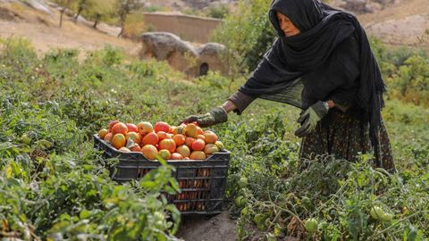 Japan, UNDP launch $6mn initiative to boost livelihoods and resilience in Afghanistan&nbsp;