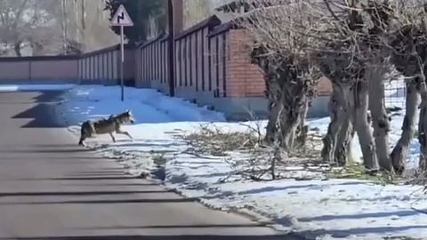 Piskentdagi aholi hududida bo&lsquo;rilar kezib yurgani aniqlandi