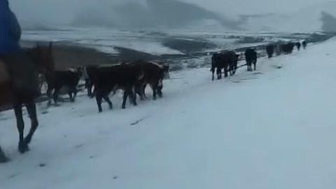 В Кыргызстане пресекли нелегальный перегон скота через границу&nbsp;