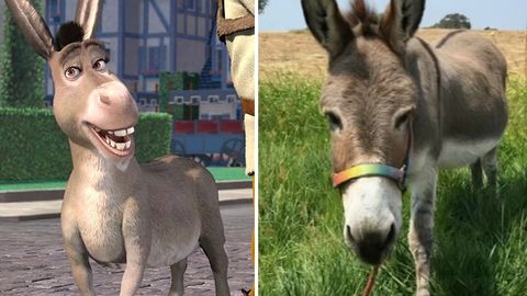 &ldquo;Shrek&rdquo; multfilmidagi eshakning prototipi vafot etdi