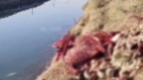 Oqqo&lsquo;rg&lsquo;on tumanidagi kanaldan eshak go&lsquo;shti topildi (video)