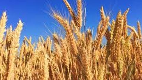 Uzbekistan leading importer of Kazakh grain, purchasing 3.3mn tons in 2024