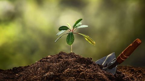 Kazakhstan aims to plant 336.5mn trees across 494,000 hectares in 2025&nbsp;