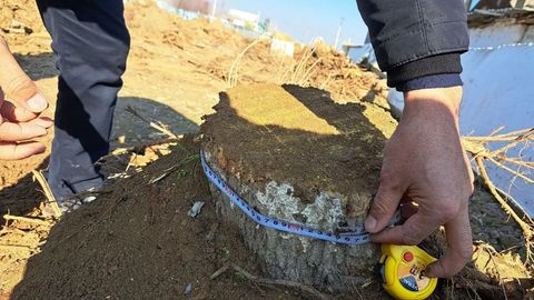 Jizzaxda tut daraxtlari kesilishi oqibatida o&lsquo;simlik dunyosiga 738 mln so&lsquo;mlik zarar yetkazildi