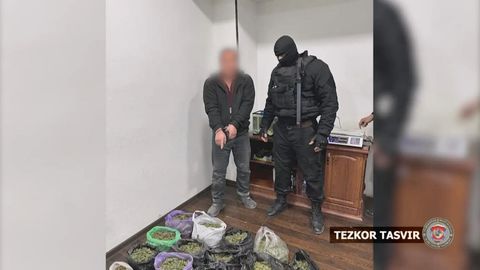 Samarqandda 5 kg marixuanani 10 ming dollarga sotayotgan shaxs ushlandi (video)
