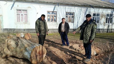 Samarqandda chinor kesgan shaxs tabiatga 115 mln so&lsquo;m zarar yetkazdi