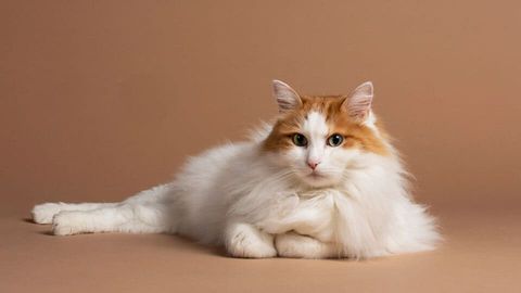 Редкие породы кошек под угрозой: почему их становится все меньше?