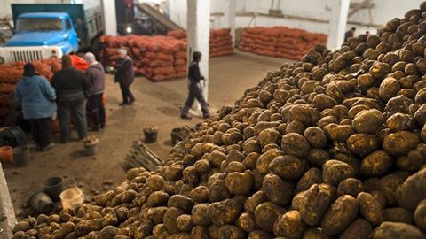 Kyrgyzstan considers potato export ban as prices surge 