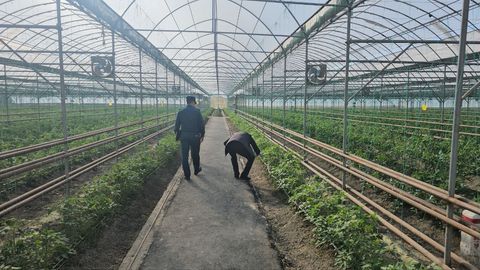 Buxorodagi issiqxonada 3,7 mlrd so&lsquo;mlik gazdan noqonuniy foydalanildi