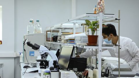 Тошкентда шифобахш ўсимликдан ноёб дори ишлаб чиқарилиши мумкин&nbsp;