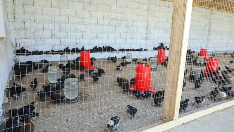 O&lsquo;zbekistonda parrandachilik bilan shug&lsquo;ullanuvchi tadbirkorlarni yer solig&lsquo;idan ozod etish taklif qilinmoqda