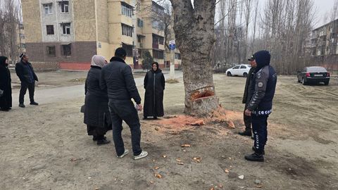 Farg&lsquo;onada ko&lsquo;p yillik chinorni arralab qochib ketganlar qo&lsquo;lga tushdi