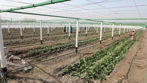 &ldquo;Uzagrostar xolding&rdquo; kompaniyasi tashkil etiladi
