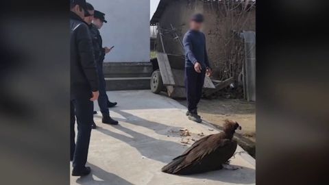 Сирдарёда Қизил китобга киритилган бургутни ноқонуний сақлаб келаётган шахс жаримага тортилди