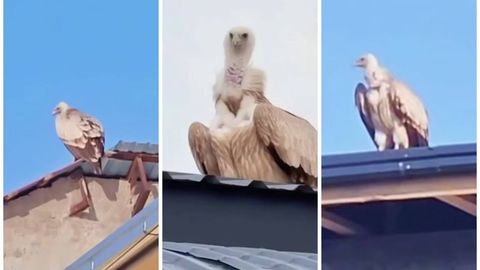 Toshkent osmonida uchib yurgan kalxat hayvonot bog&lsquo;iga qaytarildi