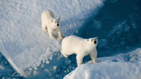 Зима 2024/25 подтвердила рекорды глобального потепления: морской лёд тает, прогнозы ухудшаются