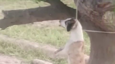 Surxondaryoda ikki yigit kuchukni daraxtga osib o&lsquo;ldirdi