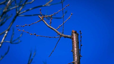O&lsquo;zbekistonda 11-mart kuni harorat 20 darajagacha ko&lsquo;tariladi