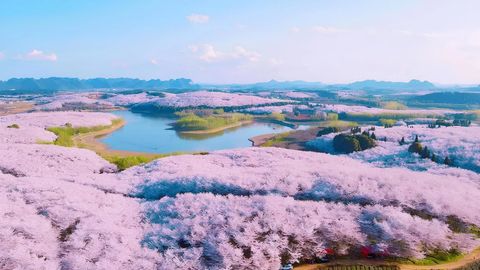 Xitoyda joylashgan dunyodagi eng yirik sakura bog&lsquo;iga sayohat (video)
