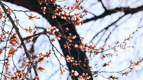 Ўзбекистонда дам олиш кунлари ҳарорат 25 даражагача кўтарилади