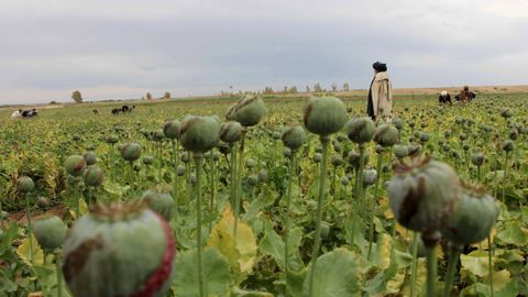 Afghanistan&rsquo;s opium prices soar tenfold since drug ban&nbsp;