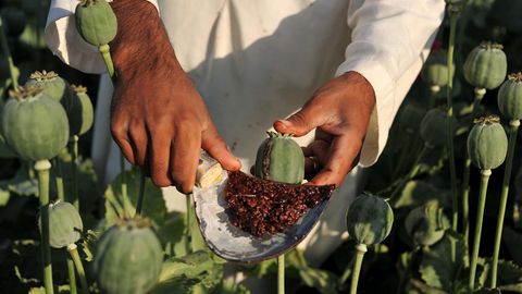 Afg&lsquo;onistonda opium narxi keskin oshib ketdi
