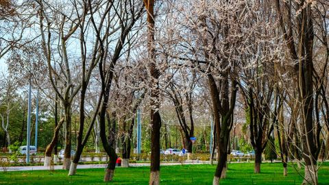 O&lsquo;zbekistonda hafta davomida harorat 30 darajagacha ko&lsquo;tariladi