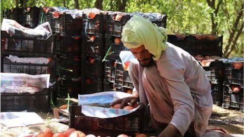 Kandahar, Afghanistan exports $447mn worth of goods to global markets