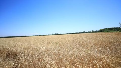 O&lsquo;zbekistonda yalpi qishloq xo&lsquo;jaligi mahsuloti hajmi 5 yilda 18,5 foizga o&lsquo;sdi