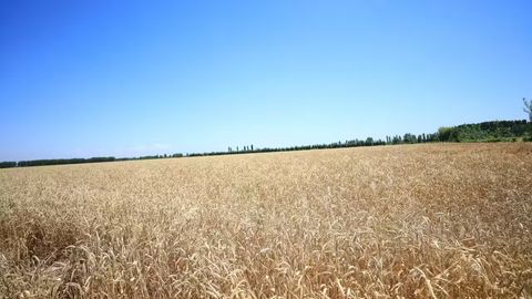 Uzbekistan&rsquo;s agricultural output hits $35.1bn in 2024, growing 18.5% in five years&nbsp;