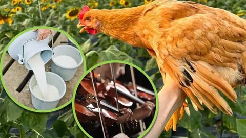 Xitoydagi restoranda &ldquo;klassik musiqa eshitib&rdquo; o&lsquo;sgan tovuq go&lsquo;shti 66 dollarga taklif qilinmoqda