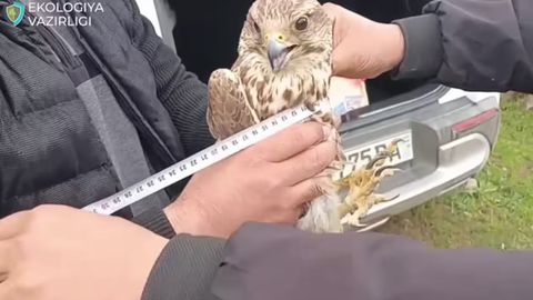 Qashqadaryoda ovchi qushni noqonuniy sotayotgan fuqaro ushlandi (video)&nbsp;