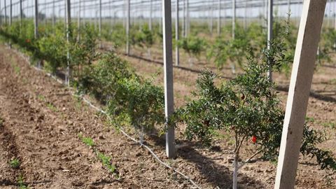 Uzbekistan introduces measures to ensure efficient use of household and leased land&nbsp;