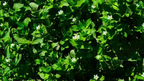 O&lsquo;zbekistonda hafta davomida harorat ko&lsquo;tarilib boradi