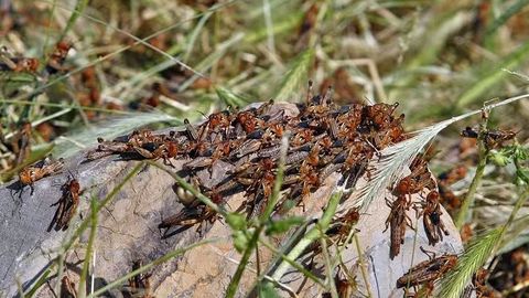 Locusts threaten over 600,000 hectares in Uzbekistan &nbsp;