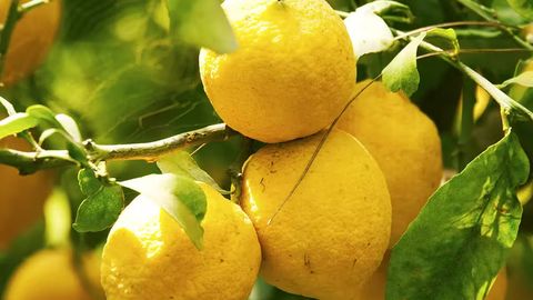 Turkiya xorijga limon yetkazib berishni to&lsquo;xtatdi