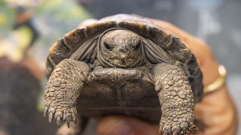 100 yoshda yangi hayot: Galapagos toshbaqalari juftligi ilk bor bolaladi&nbsp;