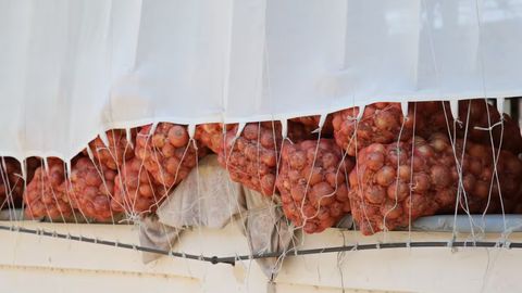 O&lsquo;zbekistonda yangi ekilgan piyoz narxi rekord darajada qimmatladi