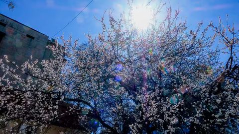 Ўзбекистоннинг айрим ҳудудларида 11 апрель куни 35 даражагача иссиқ бўлади 