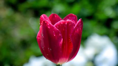 Ўзбекистонда 15 апрель куни баъзи жойларда қисқа муддатли ёмғир ёғади 