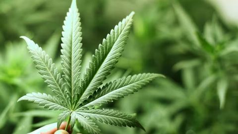 Qozog&lsquo;istonda kannabis yetishtirishga ruxsat berilishi mumkin