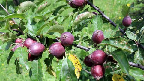 Kyrgyzstan takes step to boost agricultural exports with GLOBALG.A.P. approval&nbsp;