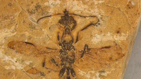 Dinozavrlar davridagi&nbsp;&ldquo;do&lsquo;zax chumolisi&rdquo; namunasi topildi