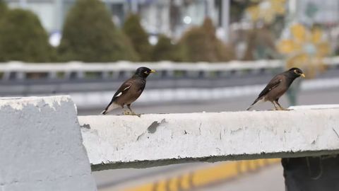 Ўзбекистонда 27 апрель куни ҳаво ҳарорати 39 даражагача кўтарилади