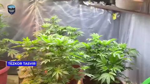 Miroboddagi ikkita uyda giyohvandlik vositalari yetishtirgan shaxslar ushlandi