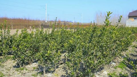 Uzbekistan plants over 136mn seedlings in spring 2025 &nbsp;