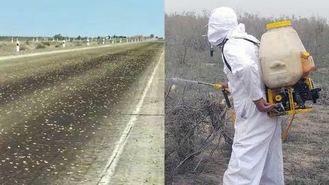 Buxoro va Xorazmni bog&lsquo;lovchi yo&lsquo;lni chigirtkalar bosdi (video)