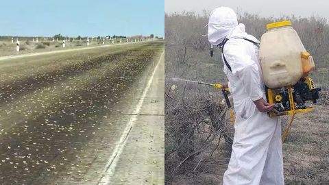 В Бухаре произошло нашествие саранчи (видео)