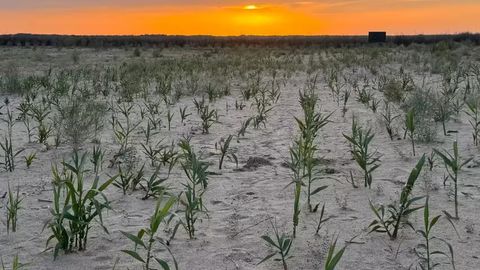Giant reed shows promise in Uzbekistan&rsquo;s Aral Sea seabed restoration efforts&nbsp;